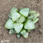 Haworthia White Eyed Dragon