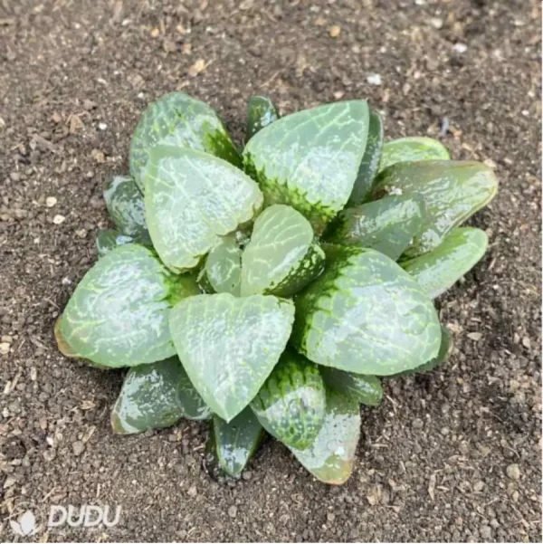 1756118997-1-2714.webp Haworthia White Eyed Dragon - Image 1