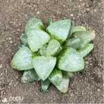 Haworthia White Eyed Dragon - Image 2