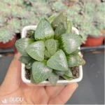 Haworthia White Eyed Dragon - Image 3