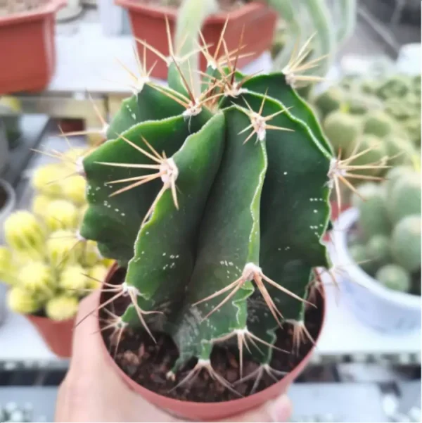 Cactus-Astrophytum ornatum - Image 1