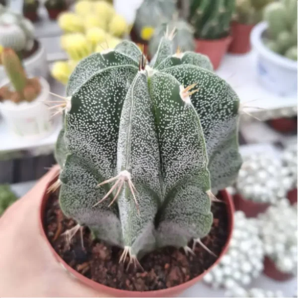 Cactus-Astrophytum ornatum - Image 1