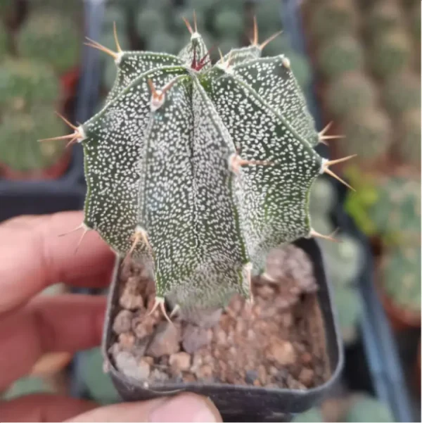 1756119002-1-3044.webp Cactus-Astrophytum ornatum - Image 1