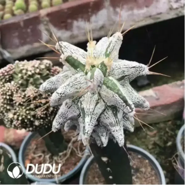 1756119003-1-990.webp Cactus-Astrophytum ornatum - Image 1