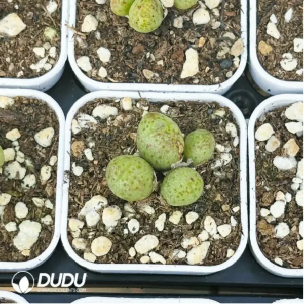 1756119004-1-2828.webp Conophytum-Douding zebra - Image 1