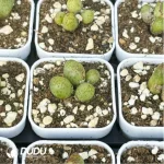 Conophytum-Douding zebra - Image 2