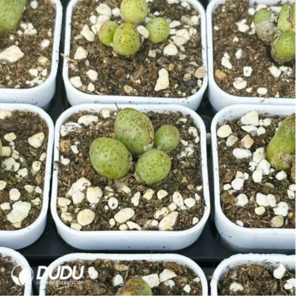 1756119005-2-1855.webp Conophytum-Douding zebra - Image 2