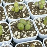 Conophytum-Douding zebra - Image 3