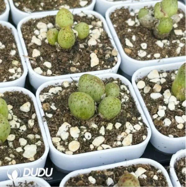 1756119006-3-468.webp Conophytum-Douding zebra - Image 3