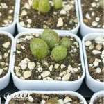 Conophytum-Douding zebra - Image 4
