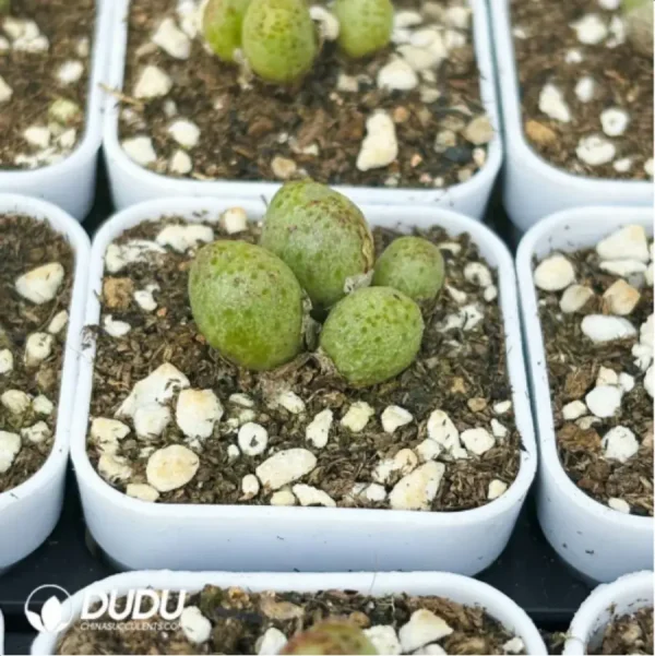 1756119007-4-284.webp Conophytum-Douding zebra - Image 4