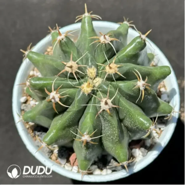 (Seed Grown)Cactus- Cactaceae;Fero F. peninsulae - Image 1