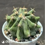 (Seed Grown)Cactus- Cactaceae;Fero F. peninsulae - Image 2