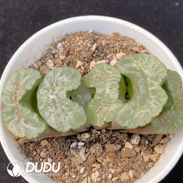 Haworthia Hokusai - Image 1