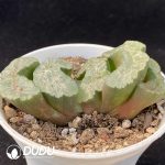 Haworthia Hokusai - Image 2