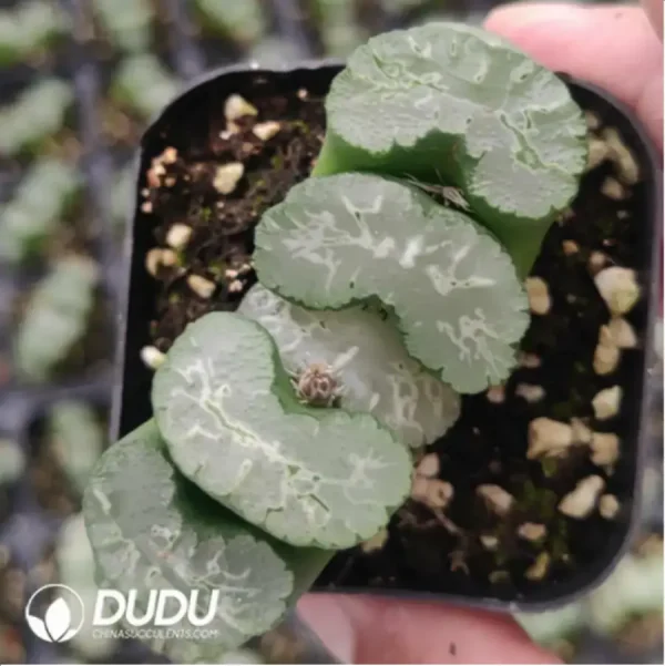 Haworthia Hokusai - Image 1