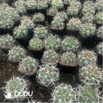 (Seed Grown)Cactus-Gymnocalycium ambatoense