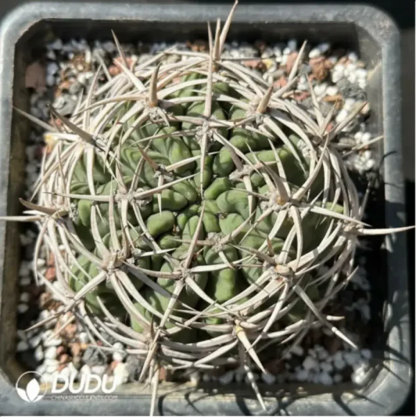 1756119020-1-2197.webp Cactus-Gymnocalycium ambatoense - Image 1