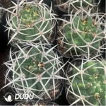 (Seed Grown)Cactus-Gymnocalycium ambatoense - Image 2