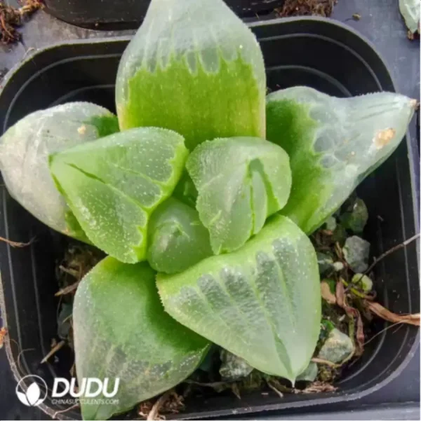 1756119022-1-2974.webp Haworthia Ice City - Image 1