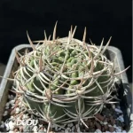 Cactus-Gymnocalycium ambatoense - Image 2