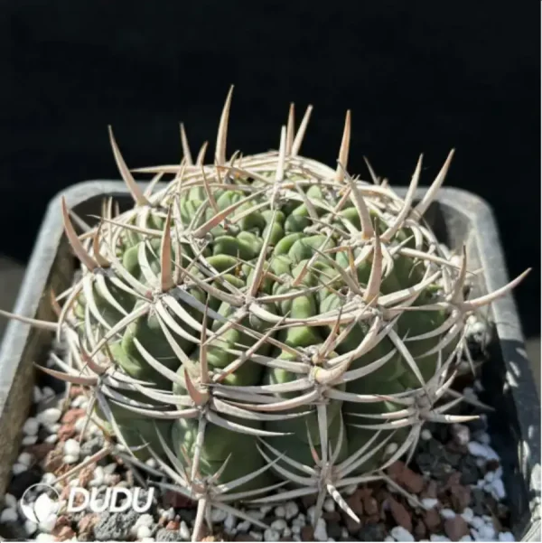 1756119022-2-1431.webp Cactus-Gymnocalycium ambatoense - Image 2
