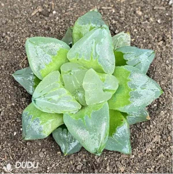 1756119024-1-2710.webp Haworthia Ice City - Image 1