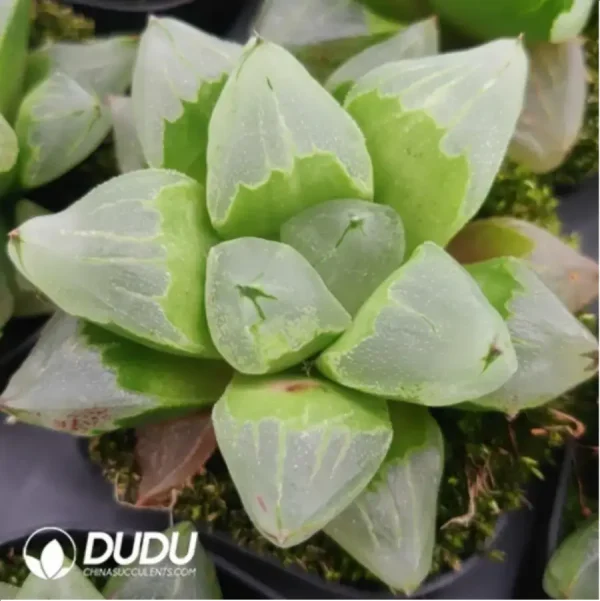 Haworthia Ice City - Image 1