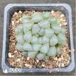 Haworthia Ice Lamp