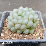 Haworthia Ice Lamp - Image 2