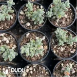 Dicrocaulon Ramulosum Ice Crystals