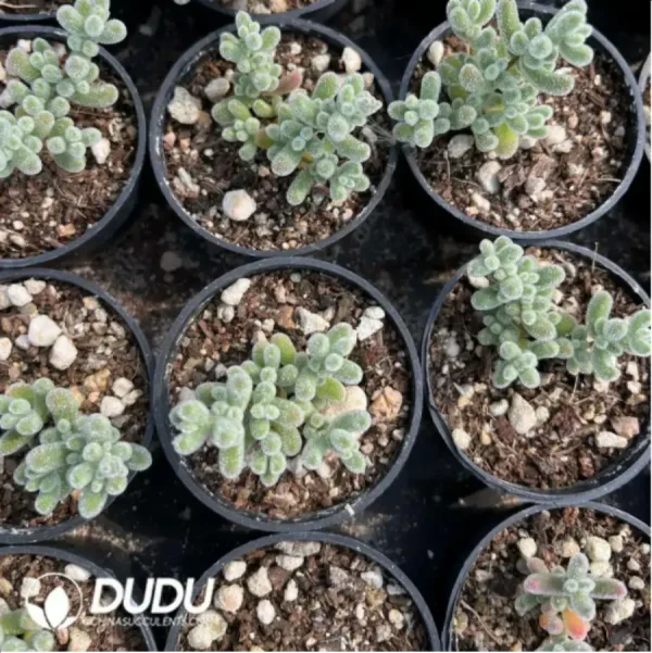 Dicrocaulon Ramulosum Ice Crystals - Image 1