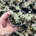 Dicrocaulon Ramulosum Ice Crystals - Image 2