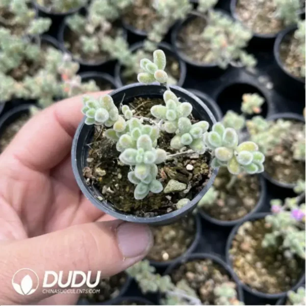 Dicrocaulon Ramulosum Ice Crystals - Image 2