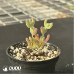 Dicrocaulon Ramulosum Ice Crystals - Image 3