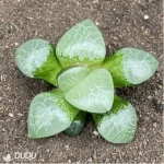 Haworthia Ice soul