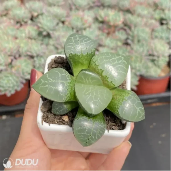 Haworthia Ice soul - Image 3