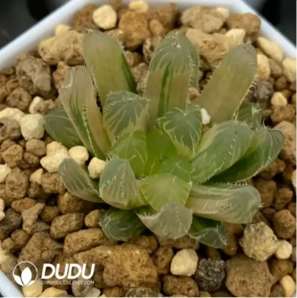 1756119041-1-1666.webp Haworthia Ice soul - Image 1