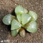 Haworthia Apparition - Image 2