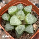 Haworthia Apparition