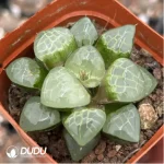 Haworthia Apparition - Image 2