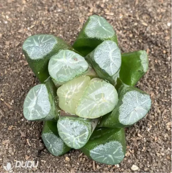 1756119050-1-2793.webp Haworthia Ice and Fire - Image 1