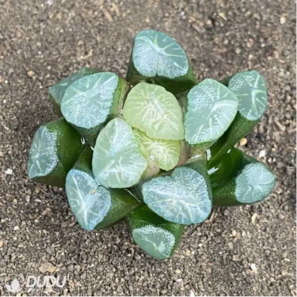 1756119054-1-2754.webp Haworthia Ice and Fire - Image 1
