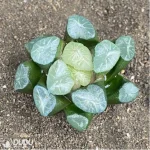 Haworthia Ice and Fire - Image 2