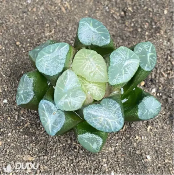 Haworthia Ice and Fire - Image 2