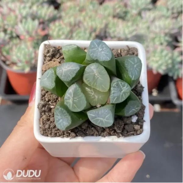 Haworthia Ice and Fire - Image 3