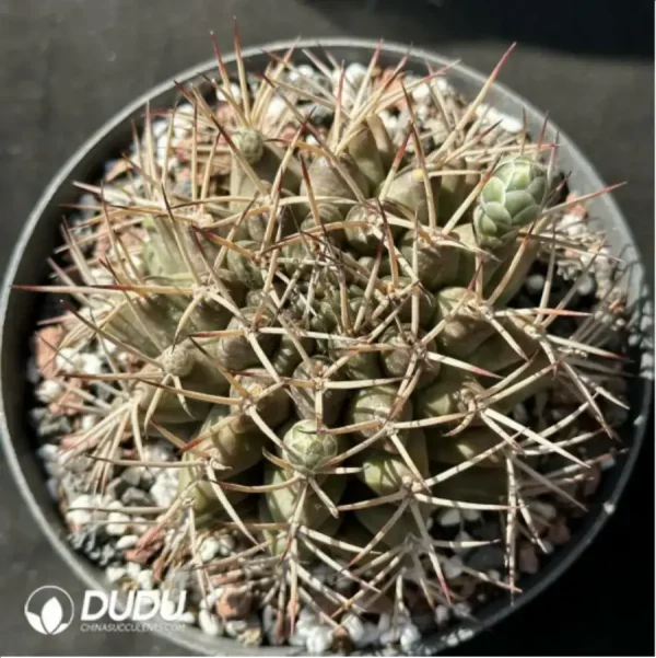 1756119058-1-2196.webp Cactus-Gymnocalycium schickendantzii - Image 1