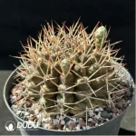 Cactus-Gymnocalycium schickendantzii - Image 2