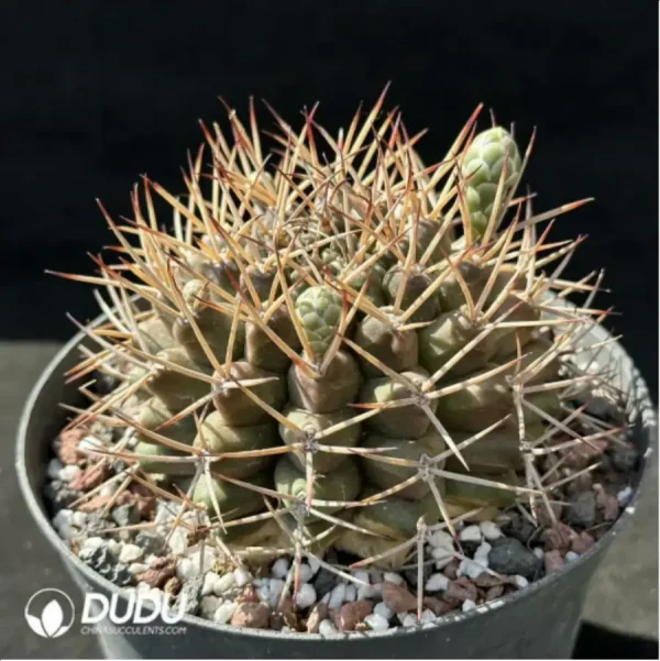 1756119060-2-1430.webp Cactus-Gymnocalycium schickendantzii - Image 2