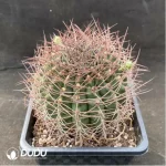 Cactus-Gymnocalycium schickendantzii - Image 2